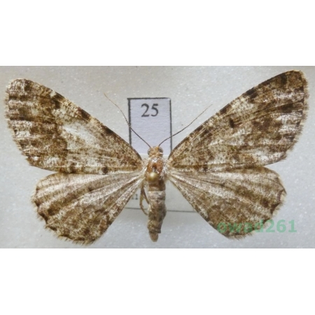 Deileptenia ribeata (Clerck, 1759) female Czech25